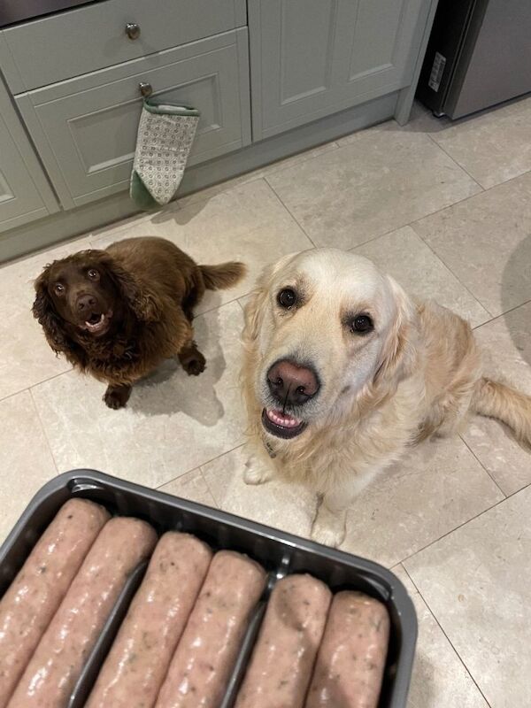 4 year old Golden Retriever - Image 5 of 6