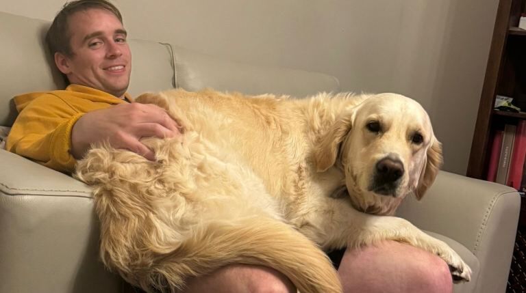 4 year old Golden Retriever - Image 6 of 6