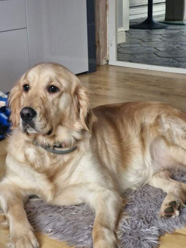 Golden Retriever Puppies For Sale