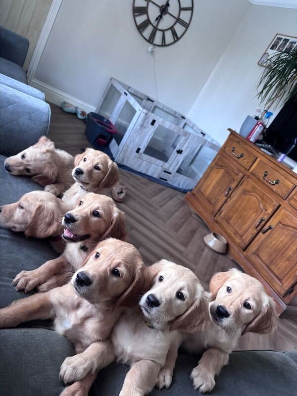 Golden Retriever Puppies For Sale