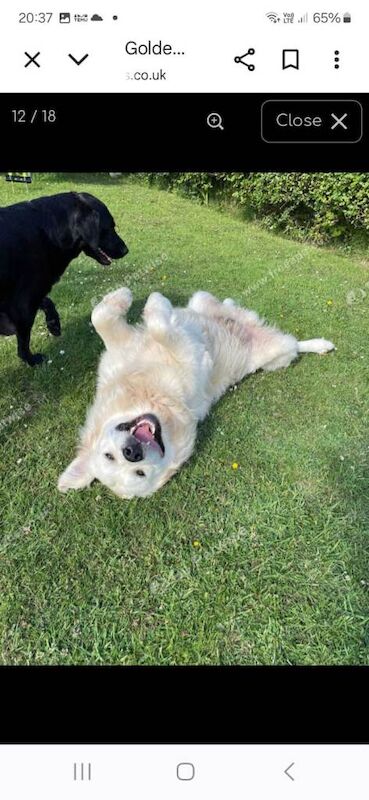 Golden Retriever puppies for sale in Llandysul, Dyfed – 5 weeks old - Image 2 of 3