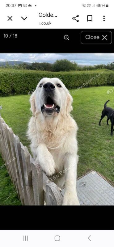 Golden Retriever puppies for sale in Llandysul, Dyfed – 5 weeks old - Image 3 of 3