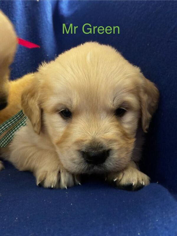 Golden Retriever puppies for sale in Llanwrda, Dyfed – 5 weeks old