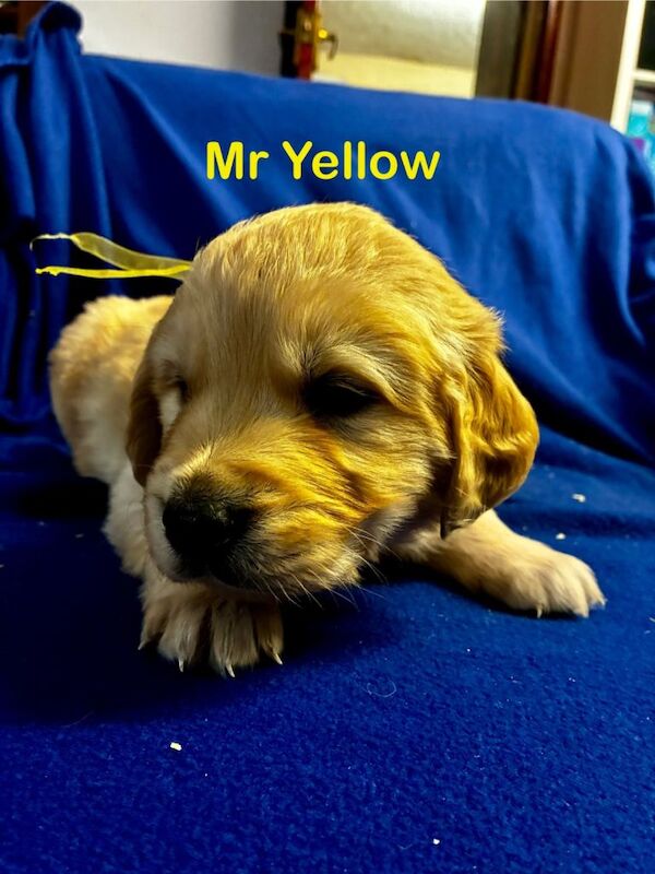 Golden Retriever puppies for sale in Llanwrda, Dyfed – 5 weeks old - Image 2 of 5