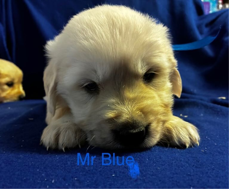 Golden Retriever puppies for sale in Llanwrda, Dyfed – 5 weeks old - Image 3 of 5