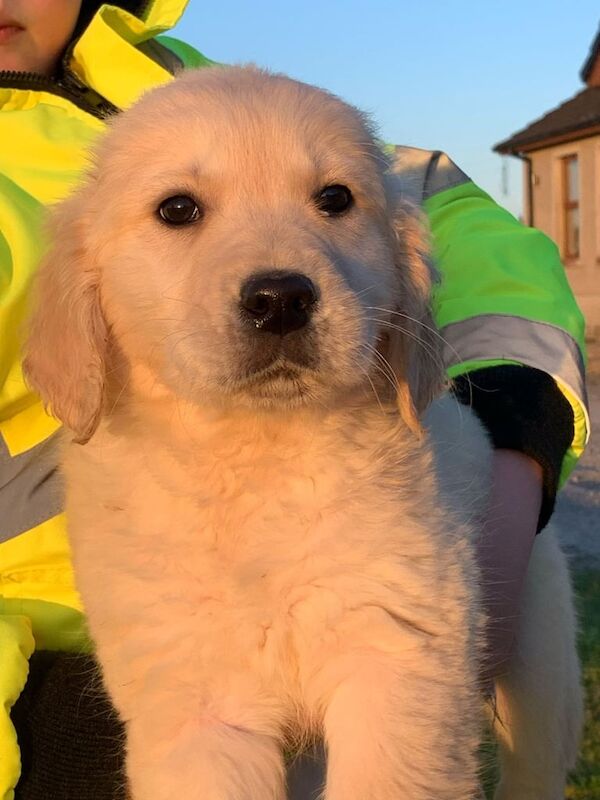 5 Golden Retriever puppies for sale in Castlewellan, County Down