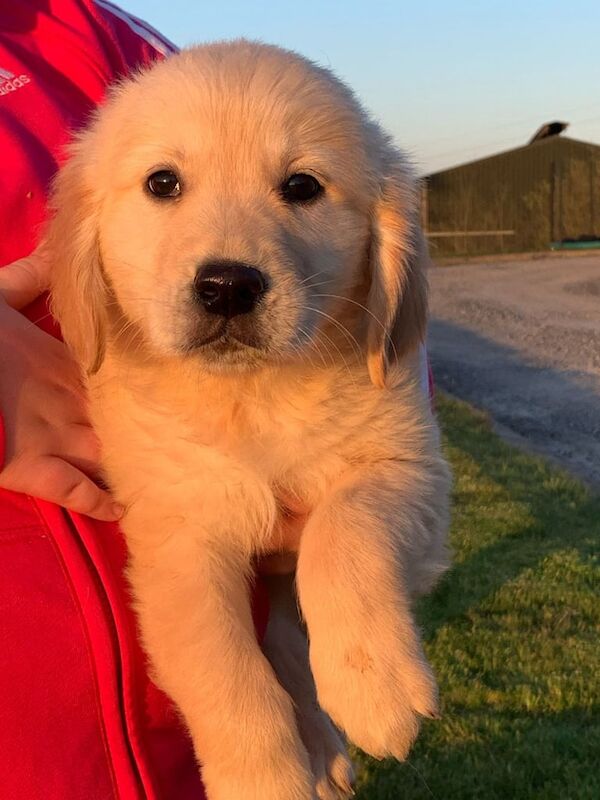 Golden Retriever puppies for sale in Castlewellan, County Down – 11 months old - Image 2 of 3