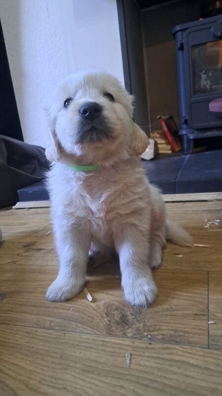 6 beautiful golden retriever puppies for sale in Misson, Nottinghamshire | Image 1