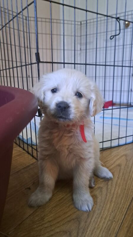 6 beautiful golden retriever puppies for sale in Misson, Nottinghamshire | Image 2