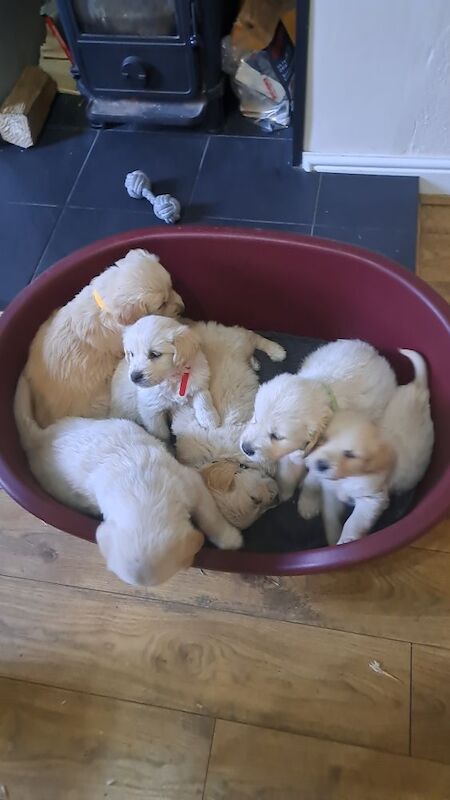 6 beautiful golden retriever puppies for sale in Misson, Nottinghamshire | Image 3