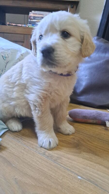 6 beautiful golden retriever puppies for sale in Misson, Nottinghamshire | Image 4