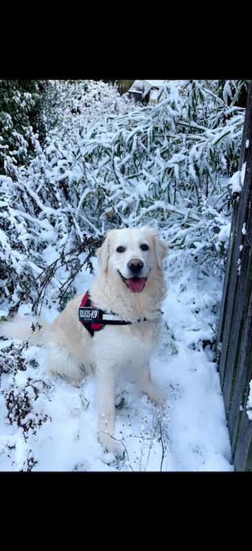 6 year old golden retriever