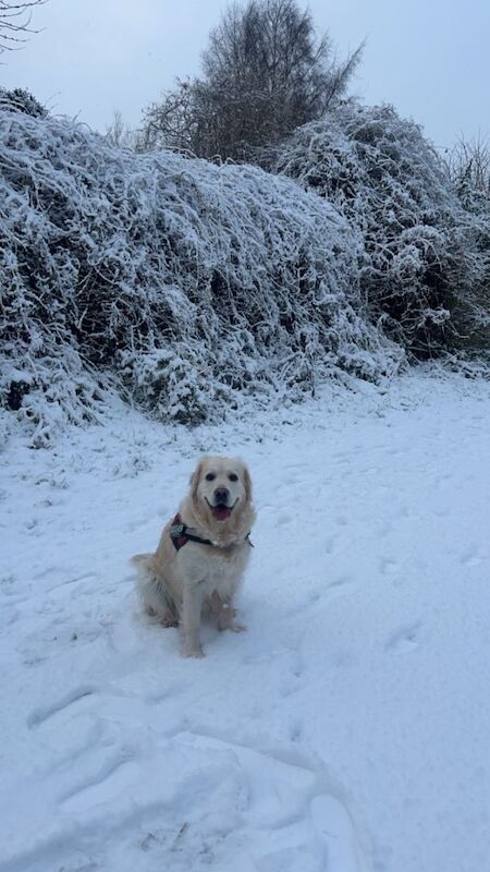 6 year old golden retriever - Image 2 of 5