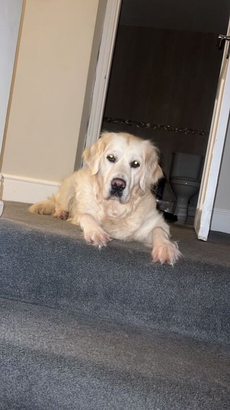 6 year old golden retriever - Image 3 of 5