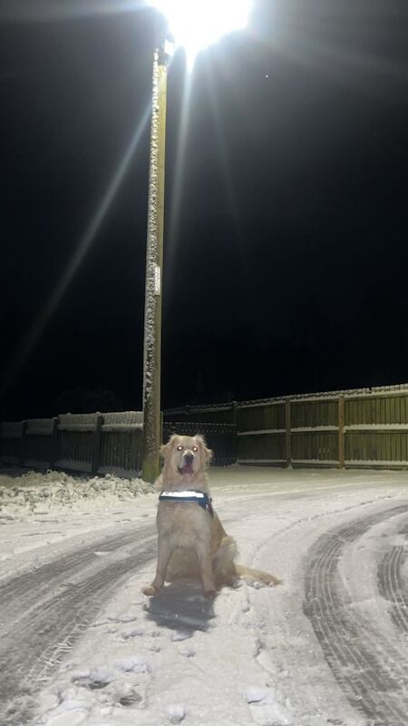 6 year old golden retriever - Image 4 of 5