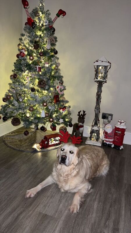 6 year old golden retriever - Image 5 of 5