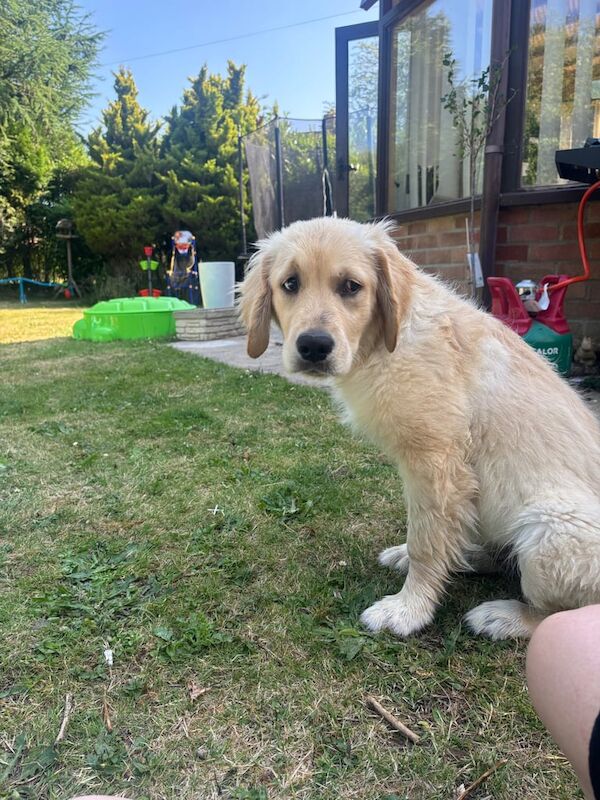 7 month old golden retriever - Image 2 of 3