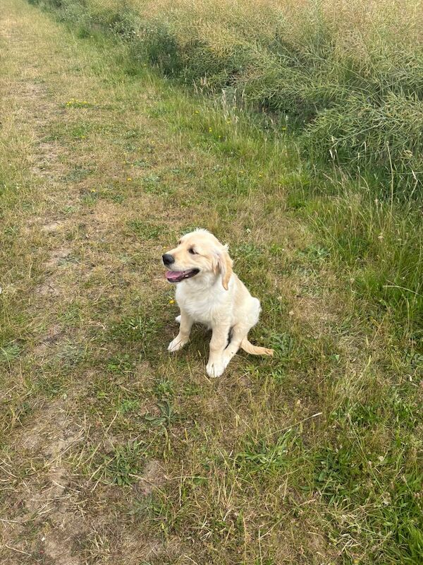7 month old golden retriever - Image 3 of 3