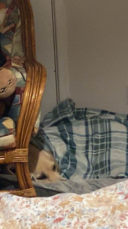 Golden Retriever puppies for sale in County Antrim – 7 months old