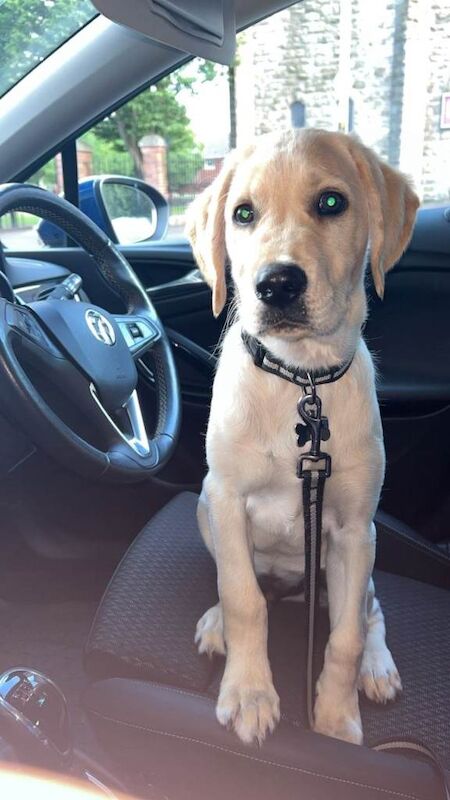 Golden Retriever puppies for sale in County Antrim – 7 months old - Image 2 of 3