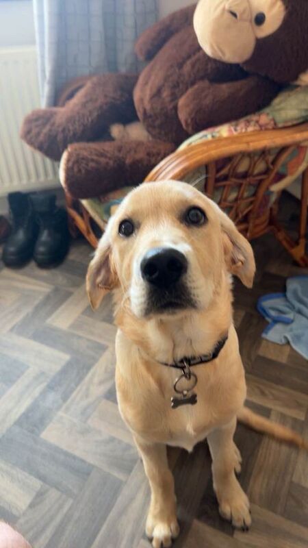 Golden Retriever puppies for sale in County Antrim – 7 months old - Image 3 of 3
