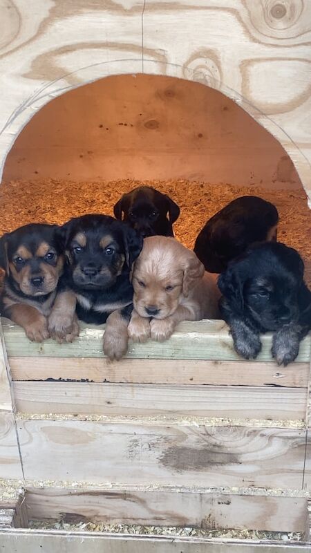 Golden Retriever puppies for sale in Armagh, County Armagh – 6 weeks old