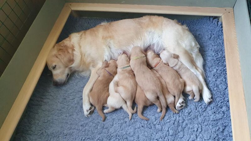 8 Golden Retriever Puppies