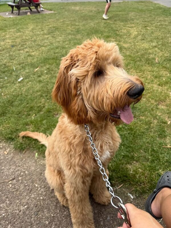 Golden Retriever Puppies For Sale Under £1,000