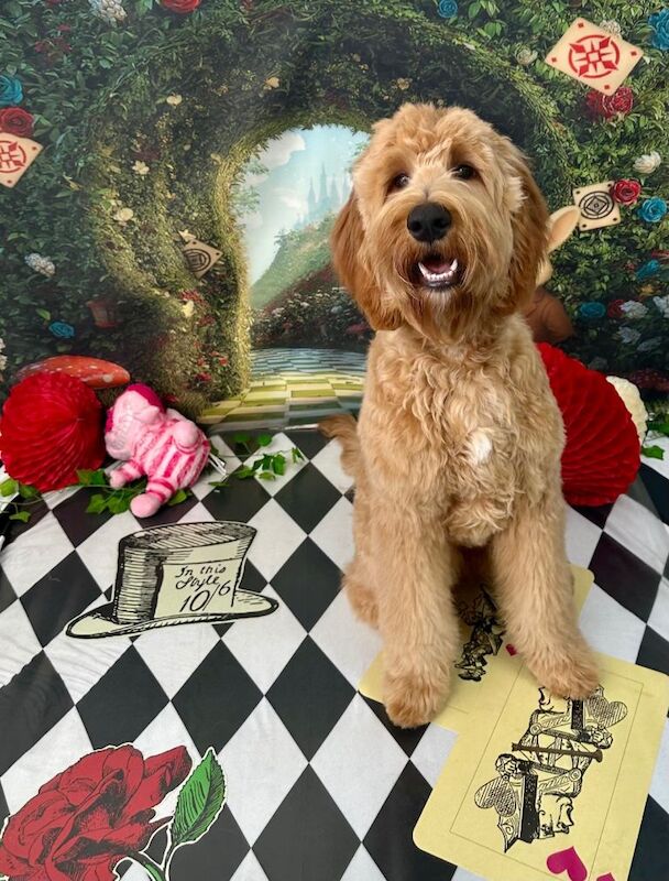 8 month old golden doodle - Image 2 of 5