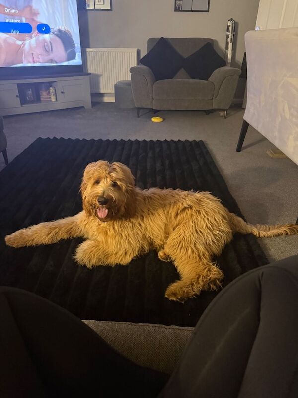8 month old golden doodle - Image 3 of 5