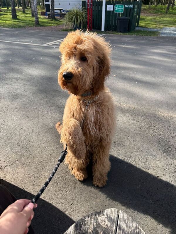 8 month old golden doodle - Image 4 of 5