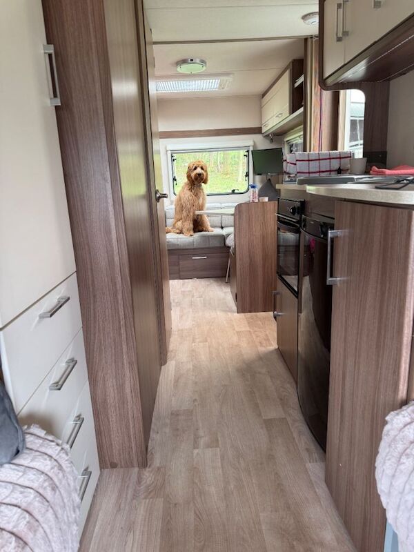 8 month old golden doodle - Image 5 of 5