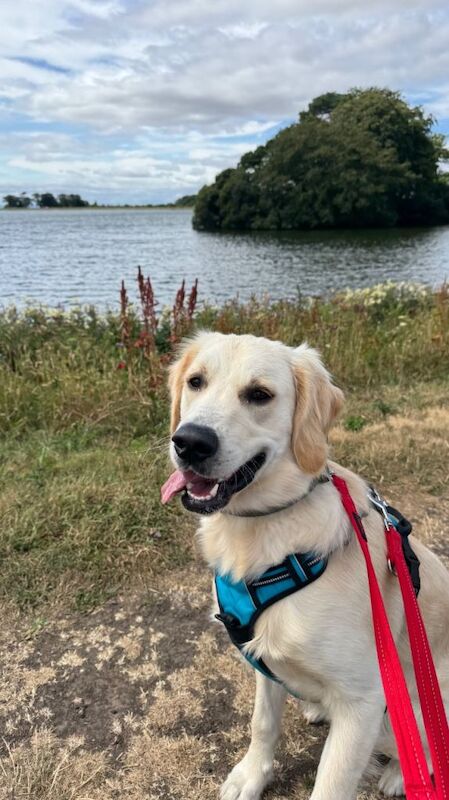 8 month old male golden retriever for rehoming in Dundee - Image 2 of 5