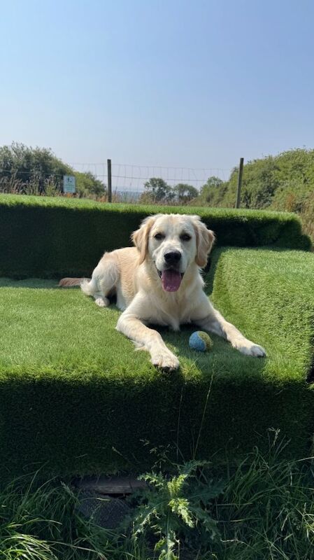 8 month old male golden retriever for rehoming in Dundee - Image 3 of 5