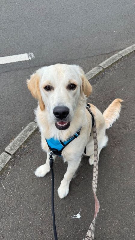 8 month old male golden retriever for rehoming in Dundee - Image 4 of 5