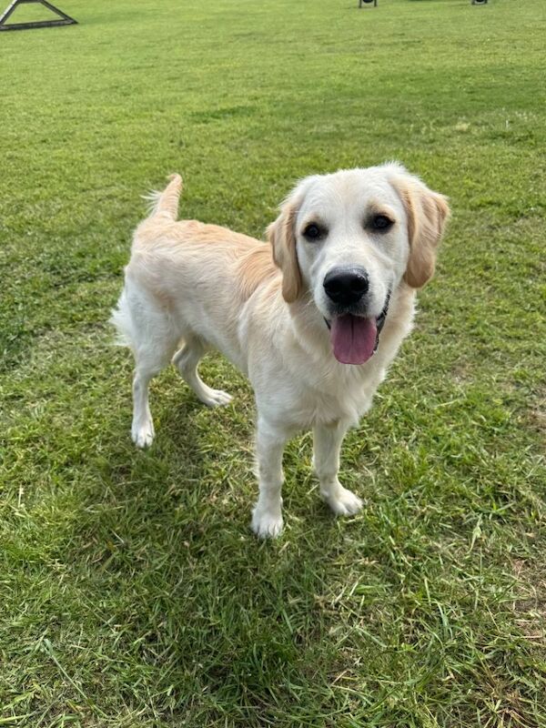 8 month old male golden retriever for rehoming in Dundee - Image 5 of 5