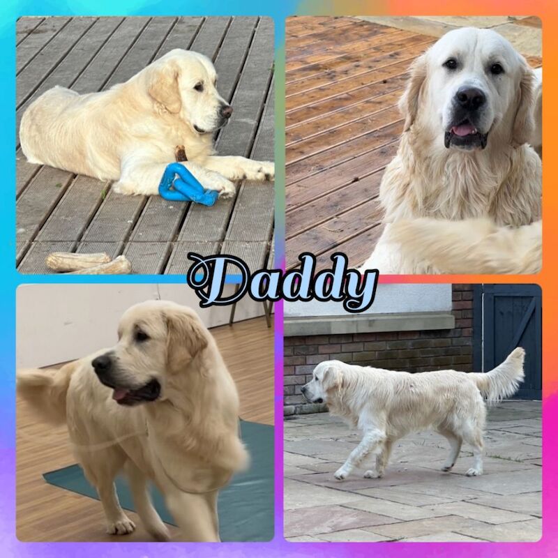 Golden Retriever puppies for sale in Morecambe, Lancashire – KC registered, 1 week old