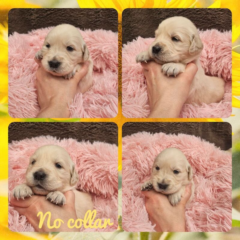 Golden Retriever puppies for sale in Morecambe, Lancashire – KC registered, 5 weeks old - Image 9 of 14