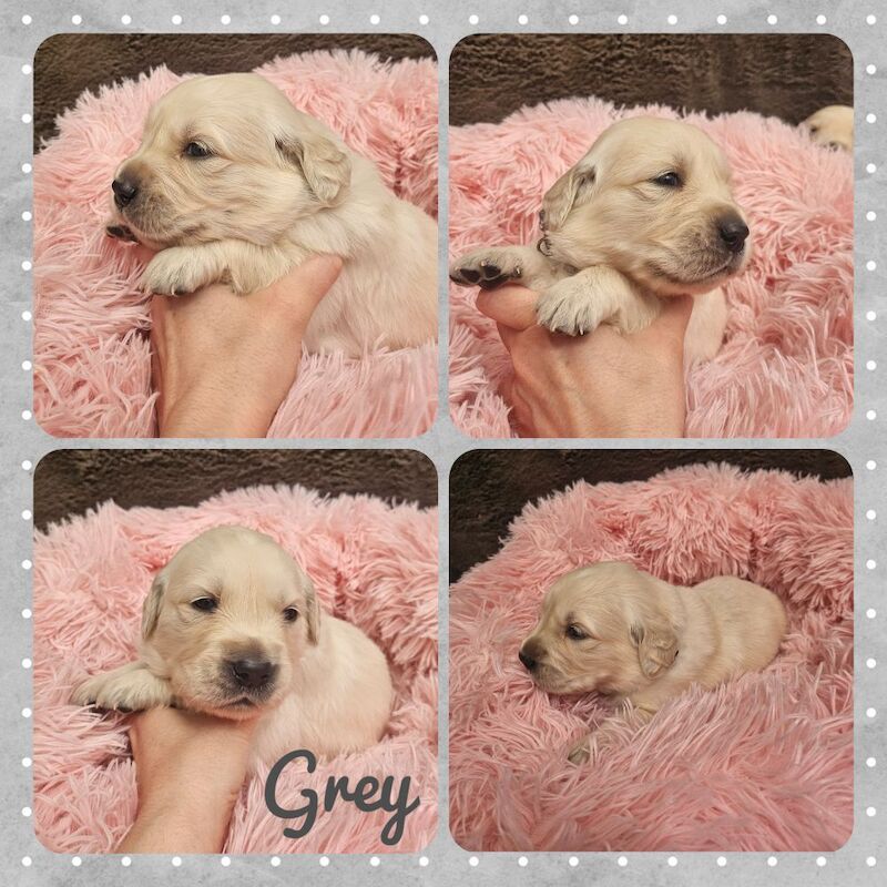 Golden Retriever puppies for sale in Morecambe, Lancashire – KC registered, 5 weeks old - Image 14 of 14