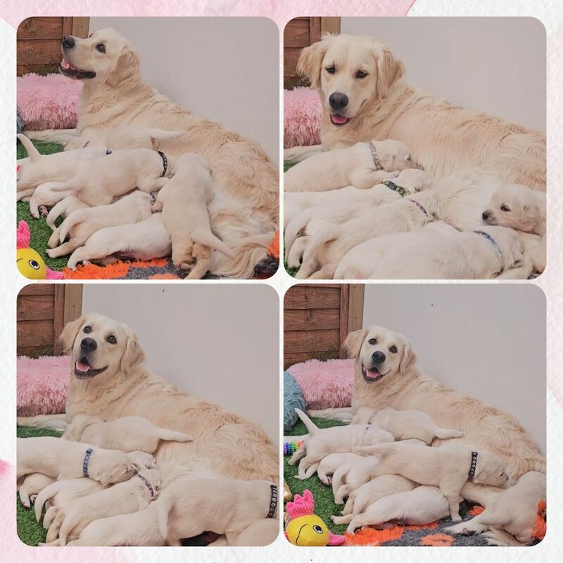 Golden Retriever puppies for sale in Morecambe, Lancashire – KC registered, 3 weeks old