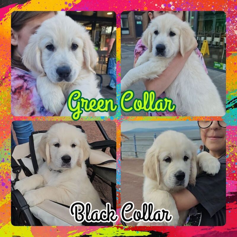 Golden Retriever puppies for sale in Morecambe, Lancashire – KC registered, 8 weeks old