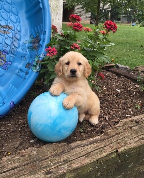 Absolute Stunning Golden Retrievers Ready.