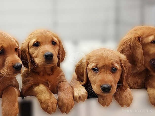 Absolutely stunning & fluffy Golden Retriever pups for sale in Ledbury, Herefordshire