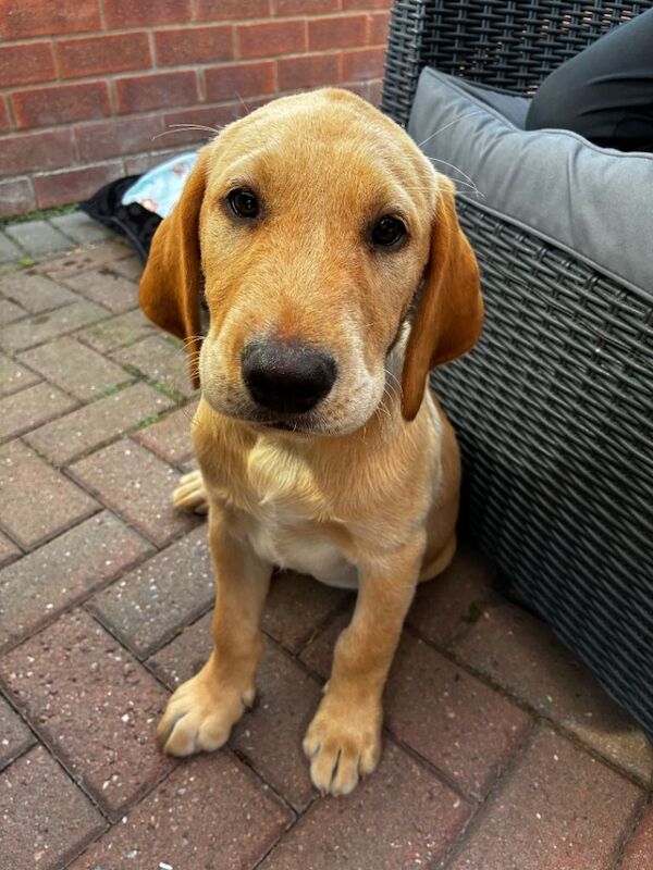 Golden Retriever Puppies For Sale Under £1,000