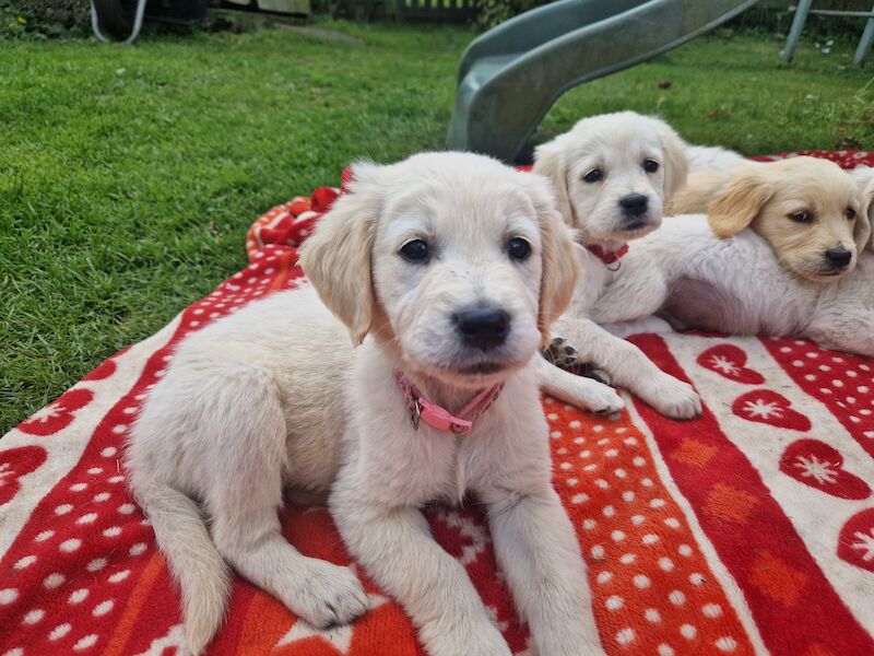 Adorable Cream Retriever puppies ready now!! for sale in Bishop Auckland, County Durham | Image 2