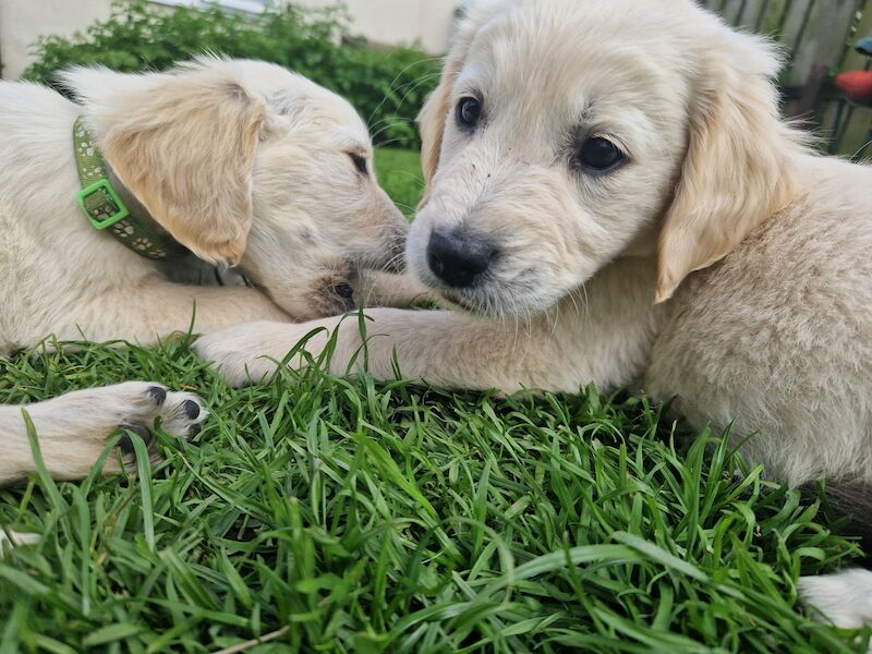 Adorable Cream Retriever puppies ready now!! for sale in Bishop Auckland, County Durham | Image 4