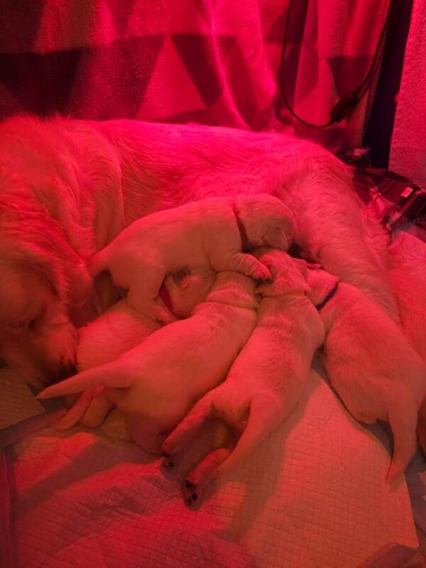 Golden Retriever puppies for sale in Scunthorpe, Lincolnshire – KC registered, 7 weeks old - Image 2 of 4