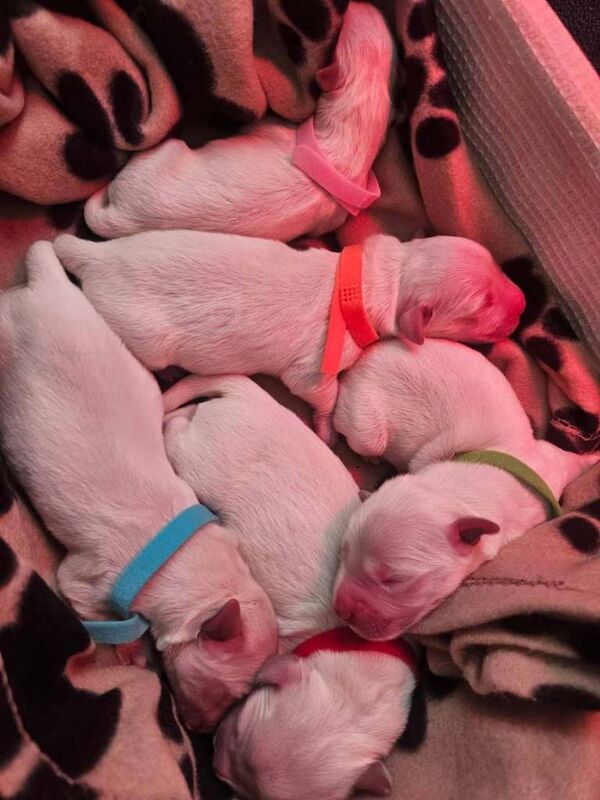 Golden Retriever puppies for sale in Scunthorpe, Lincolnshire – KC registered, 7 weeks old - Image 3 of 4