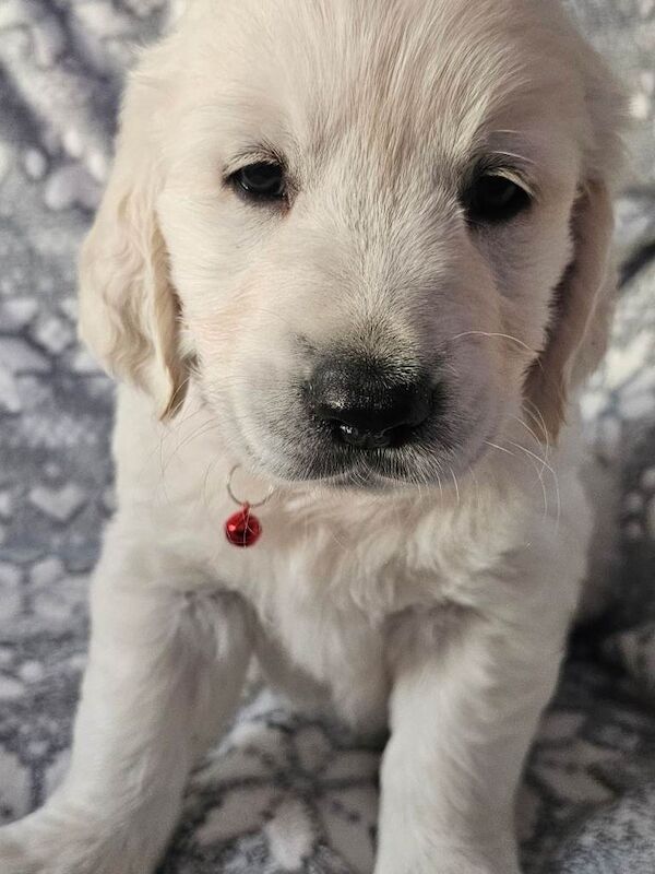 Golden Retriever puppies for sale in Scunthorpe, Lincolnshire – KC registered, 7 weeks old - Image 4 of 4