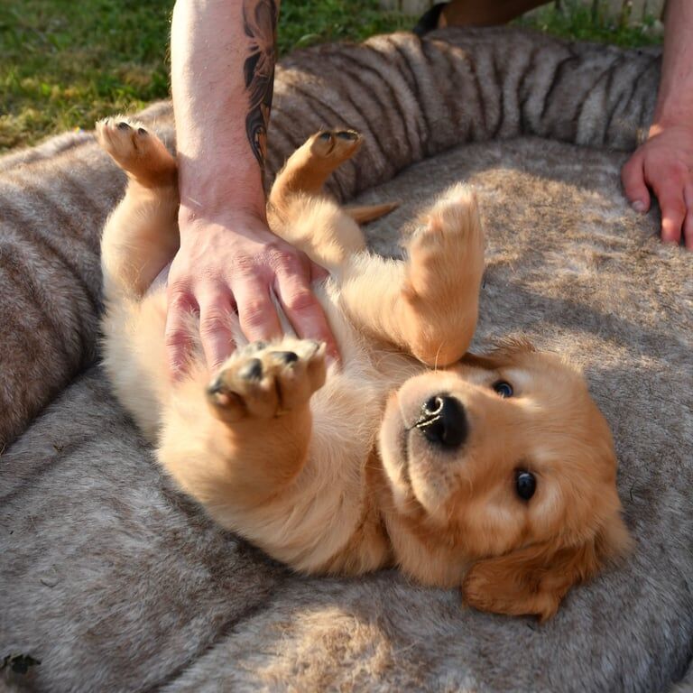 🐾 ADORABLE GOLDEN RETRIEVER LITTER OF 8 🐾 for sale in Aspley, Nottinghamshire